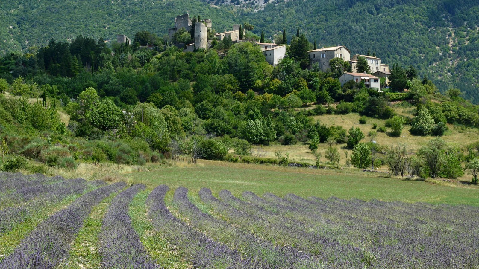 Paysage de lavande en Provence